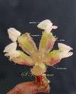  Male Flower with pistillode